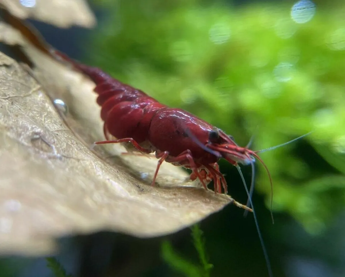 Neocaridina Bloody Mary Shrimp (60 Available) - Image 4