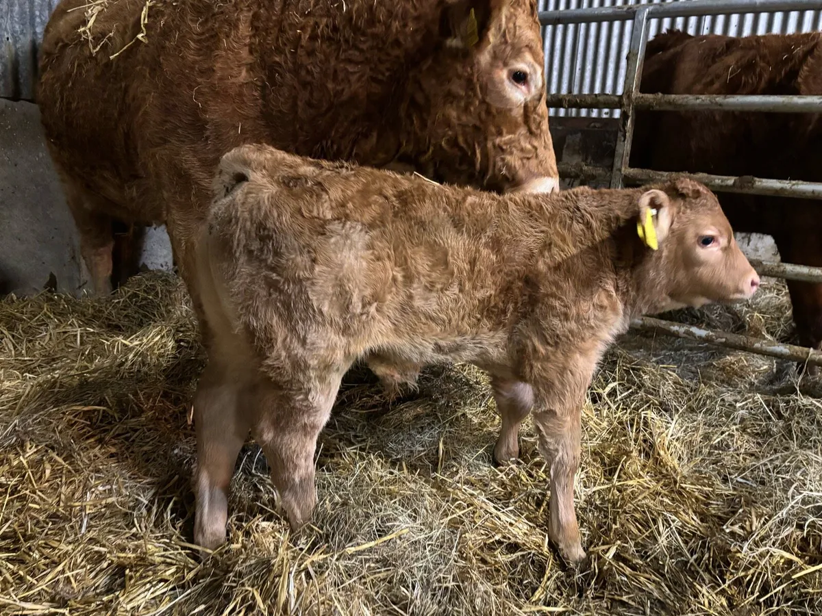 2 first time cows with 1 heifer calf 1 bull calf, - Image 3