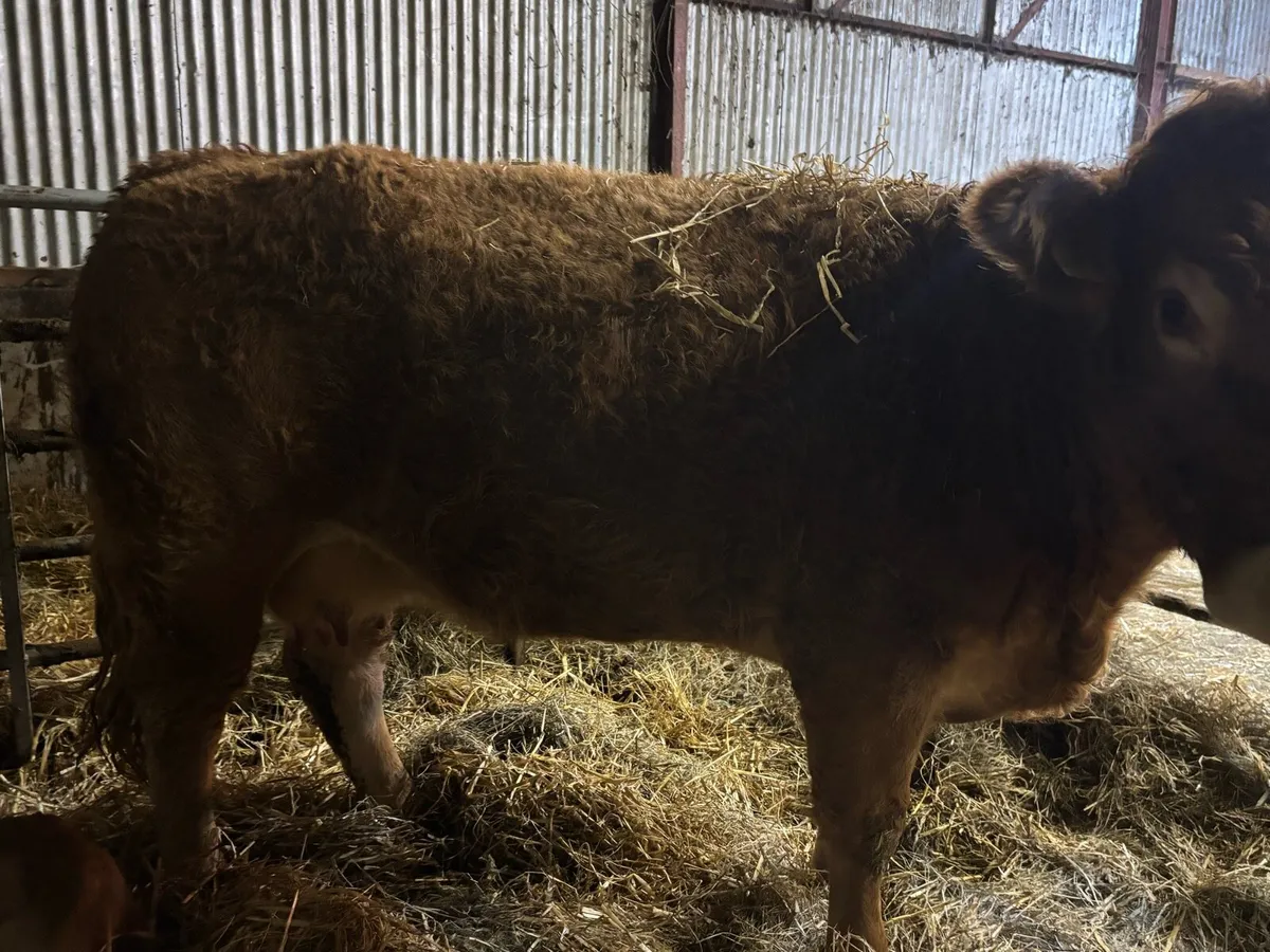 2 first time cows with 1 heifer calf 1 bull calf, - Image 4
