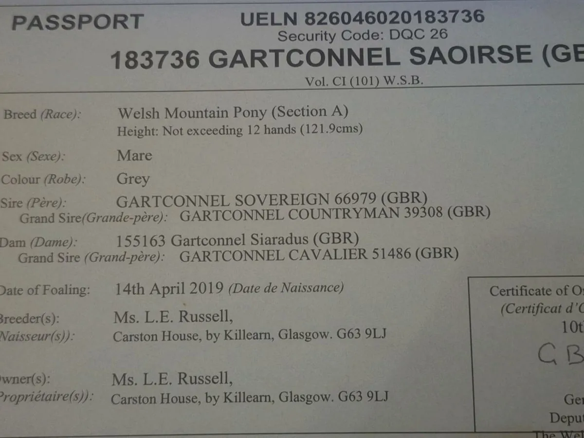 Welsh section A mare - Image 2