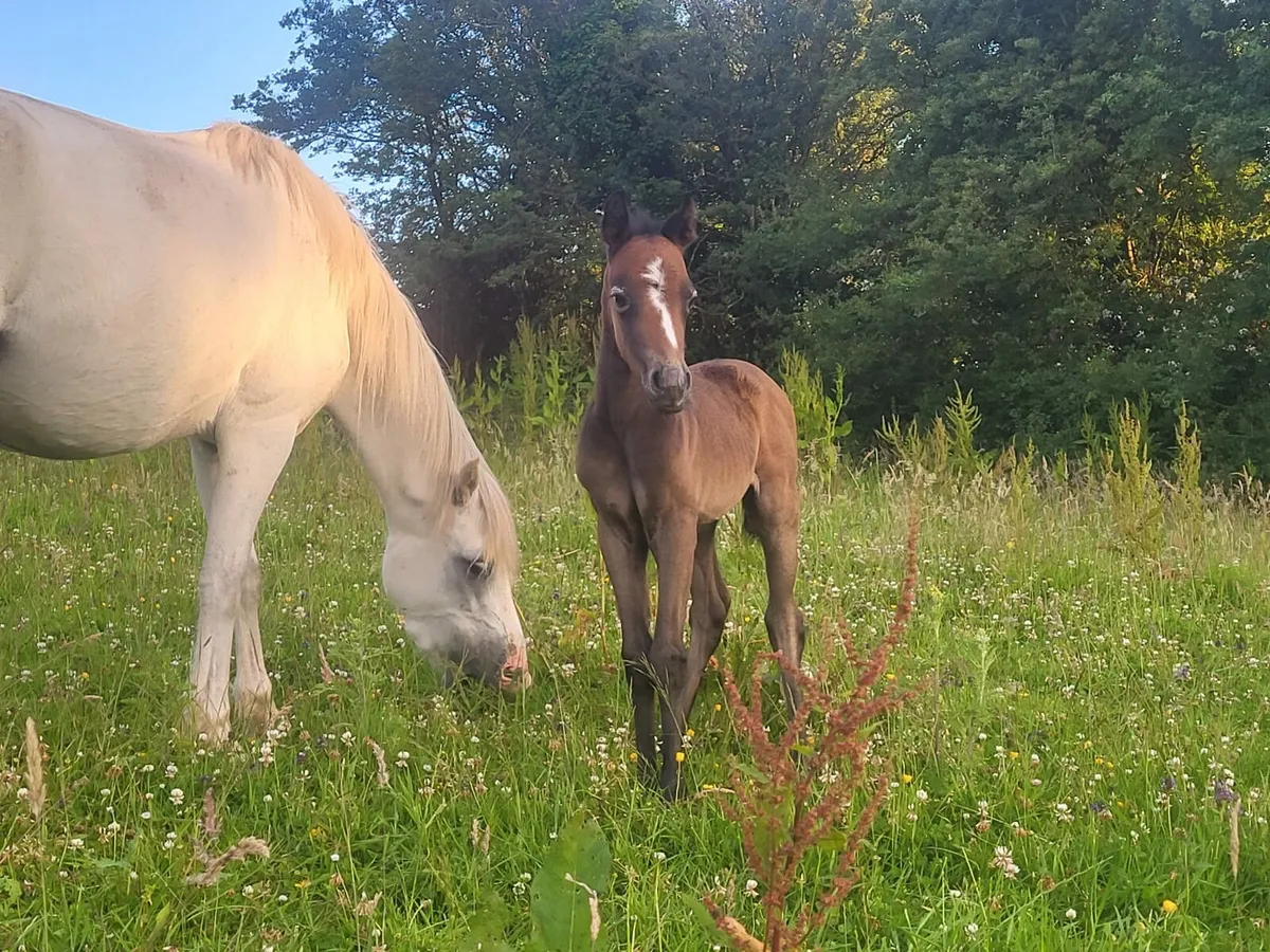 Welsh section A mare - Image 4