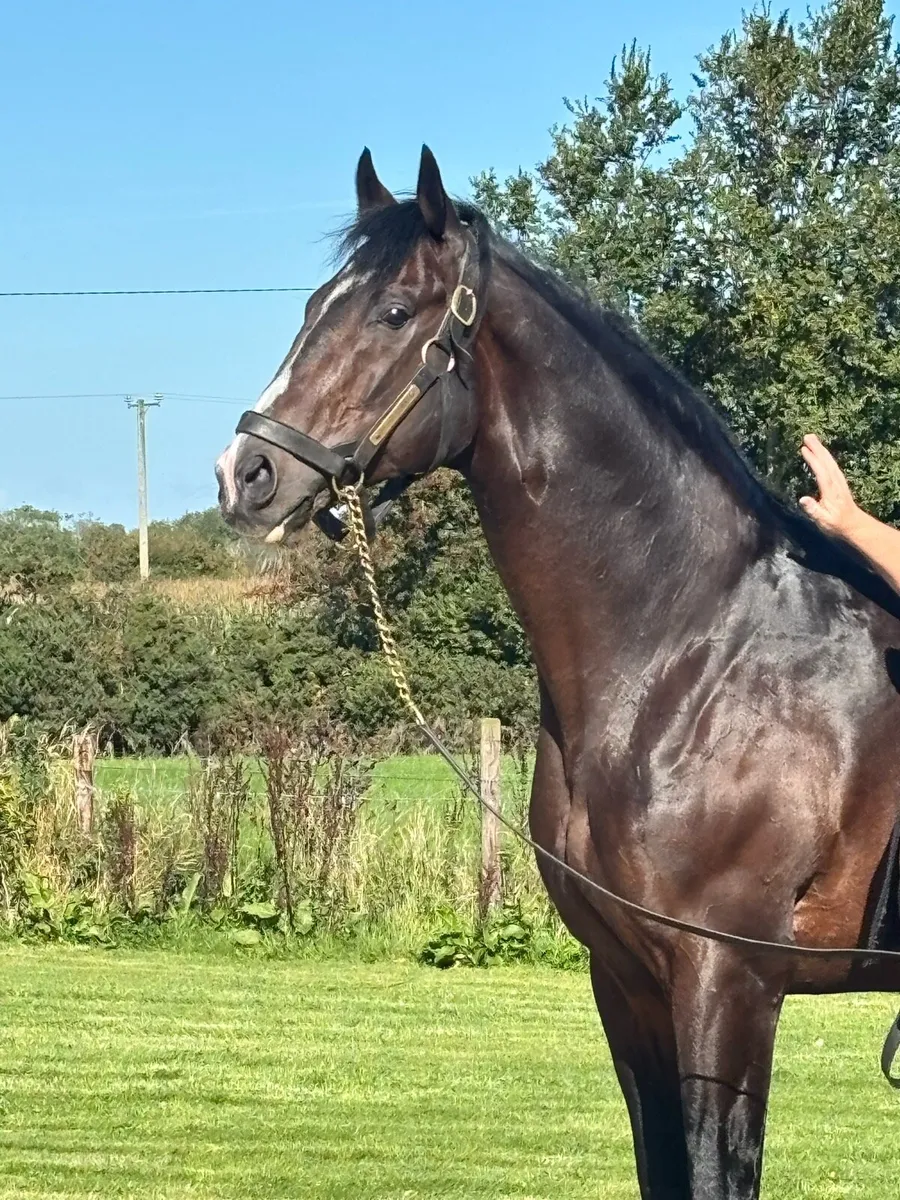 Pillar Coral (GB) AT STUD - Image 3