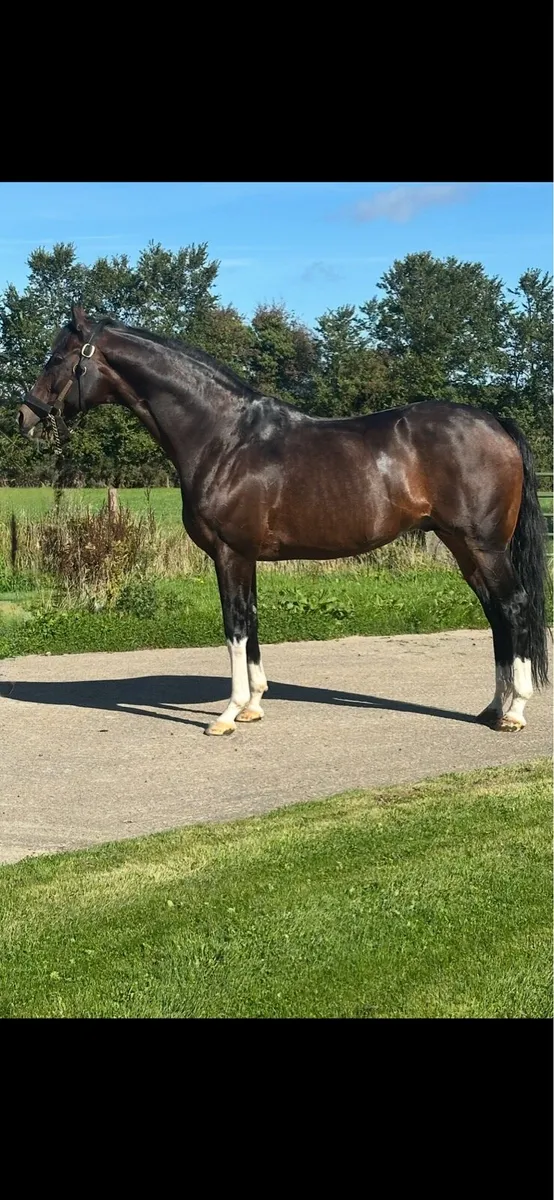 Pillar Coral (GB) AT STUD - Image 2