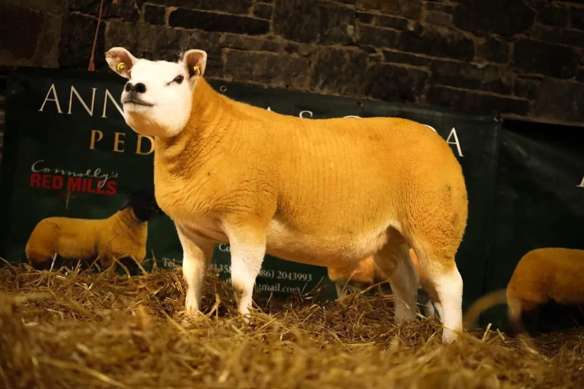 Pedigree Registered Texel Hogget Ewes - Image 1