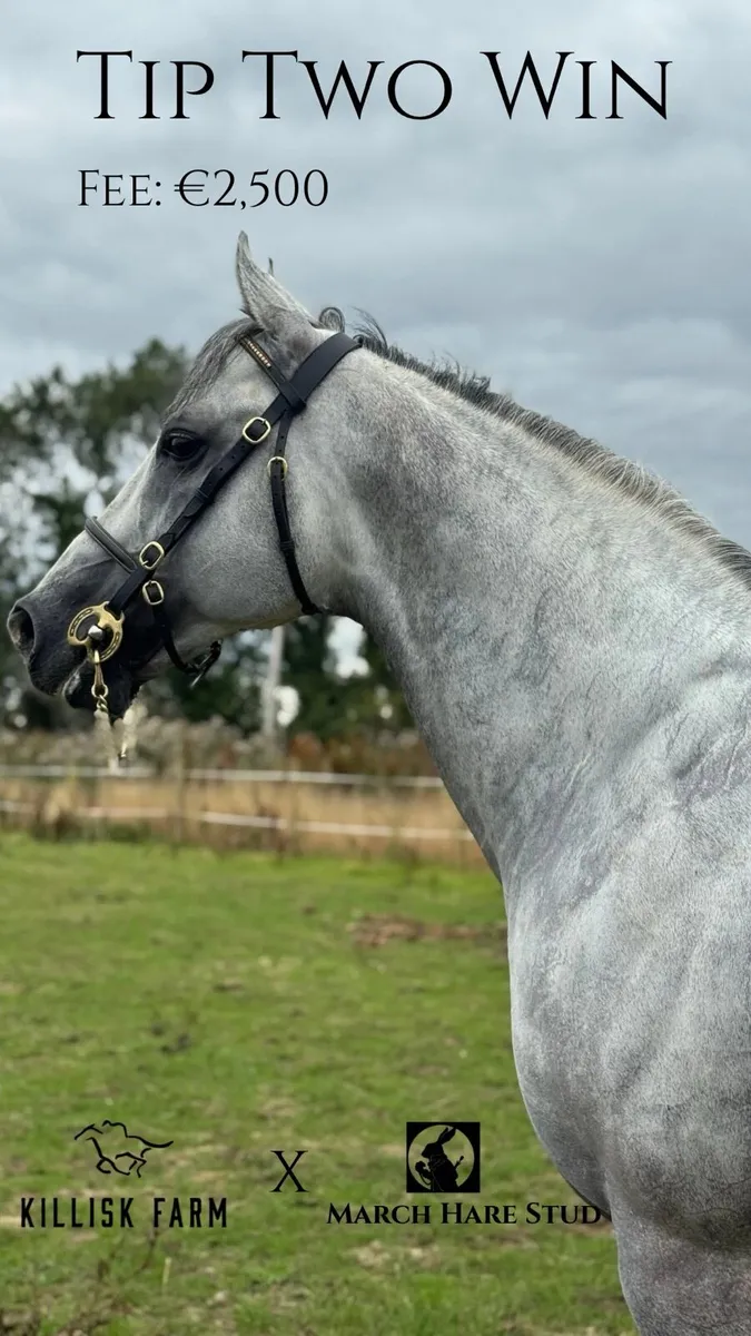 Tip Two Win (GB) AT STUD - Image 2