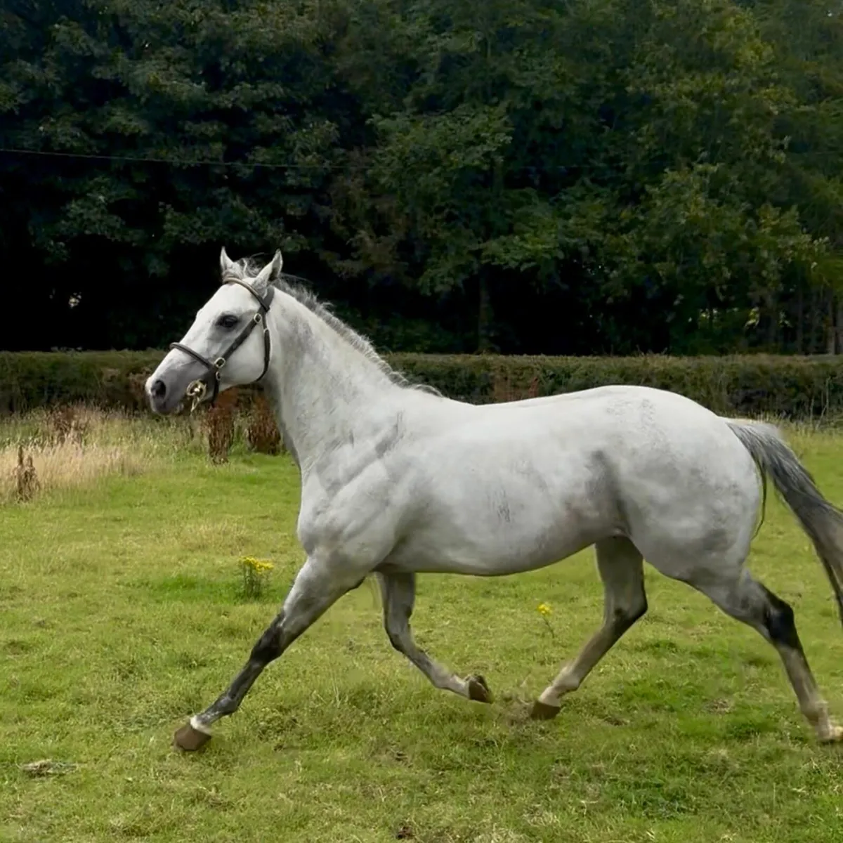 Tip Two Win (GB) AT STUD - Image 3