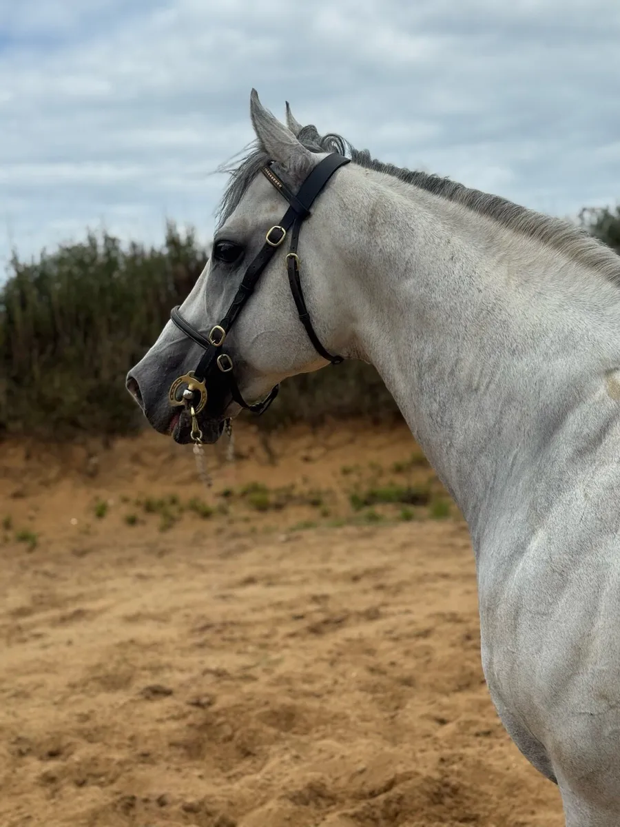 Tip Two Win (GB) AT STUD - Image 4