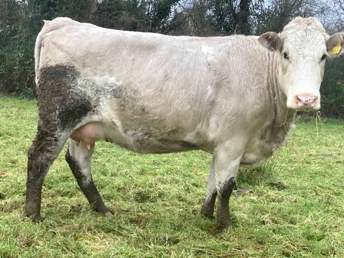 Pedigree  bull calf & recipient - Image 3