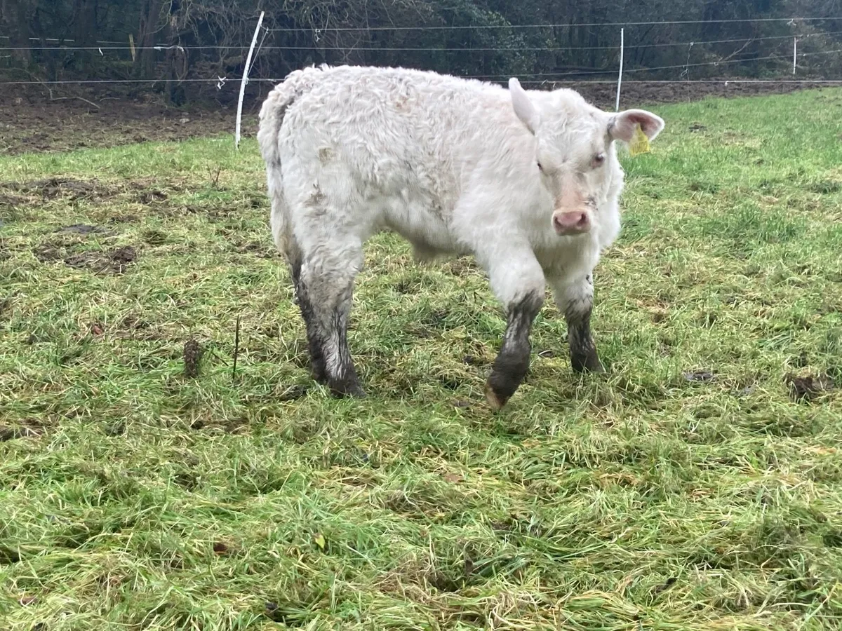 Pedigree  bull calf & recipient - Image 1
