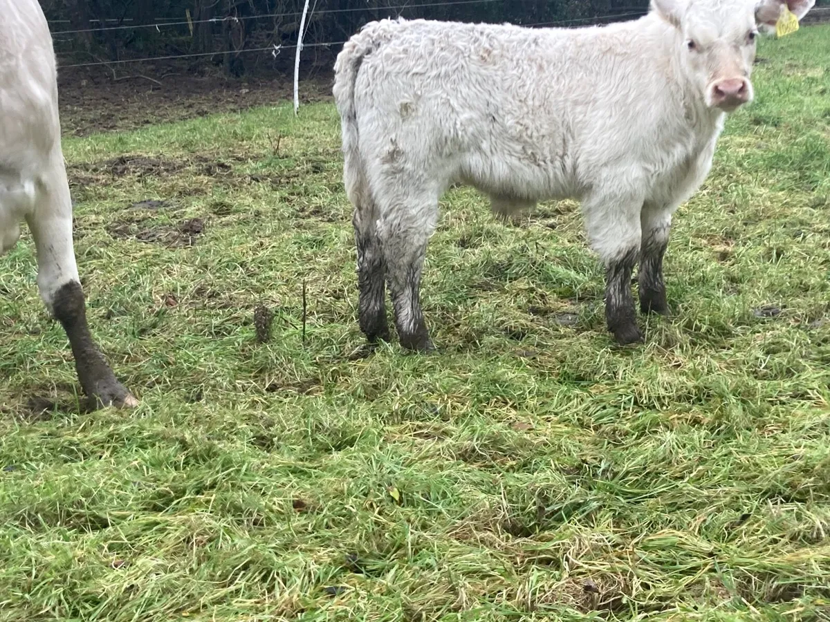 Pedigree  bull calf & recipient - Image 4