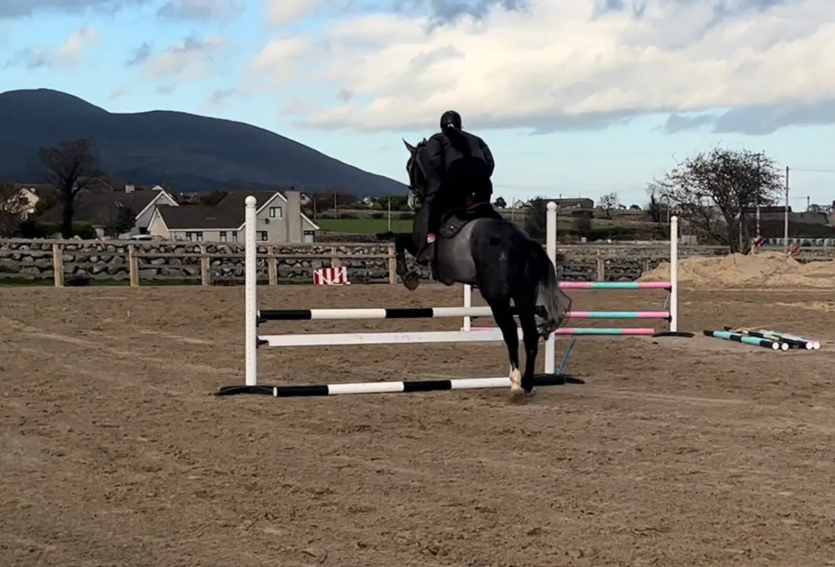 16.2 Irish gelding - Image 4