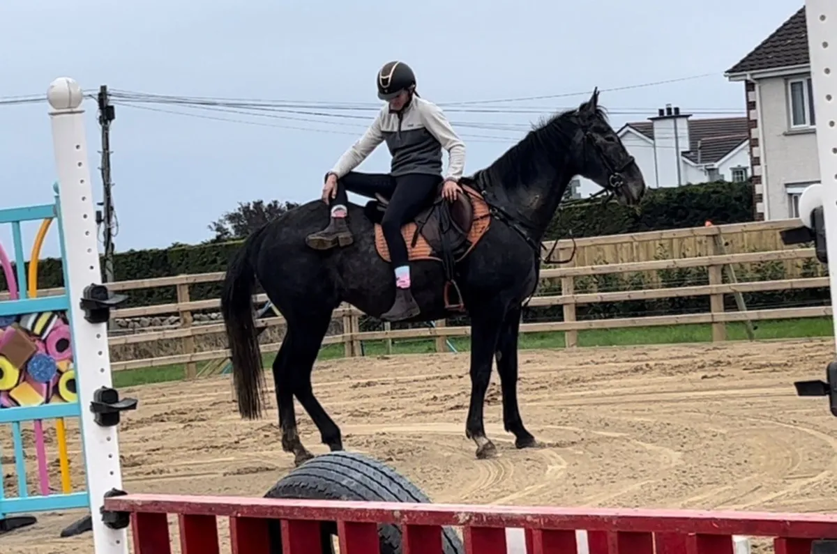 16.2 Irish gelding - Image 1