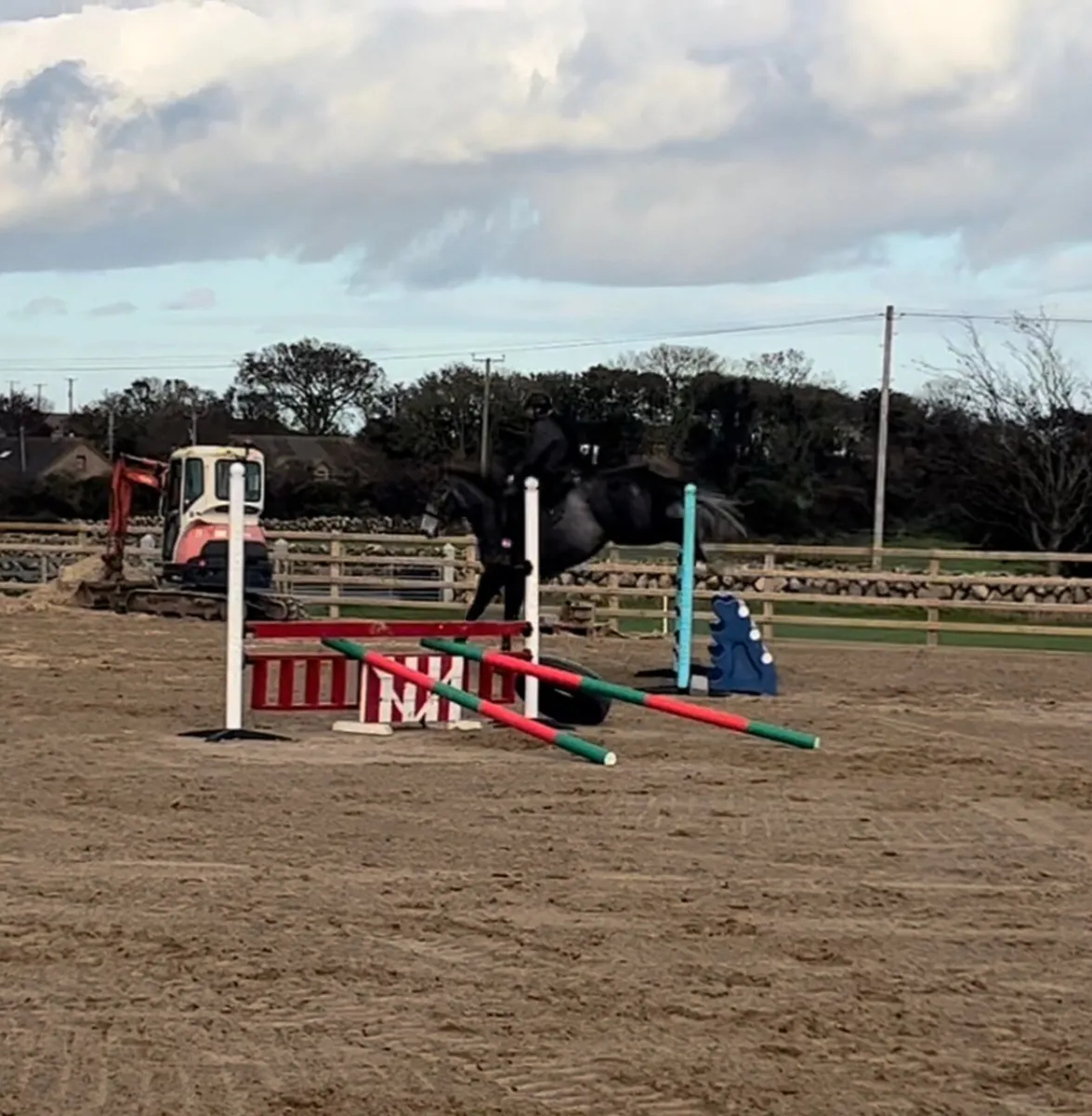 16.2 Irish gelding - Image 2