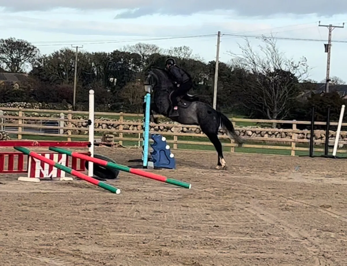 16.2 Irish gelding - Image 3