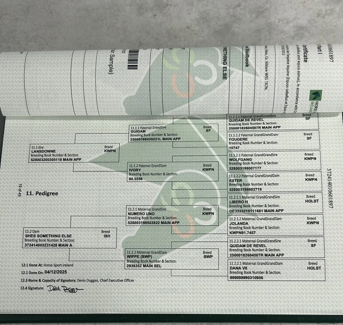 Lansdowne X Numero Uno colt - Image 3