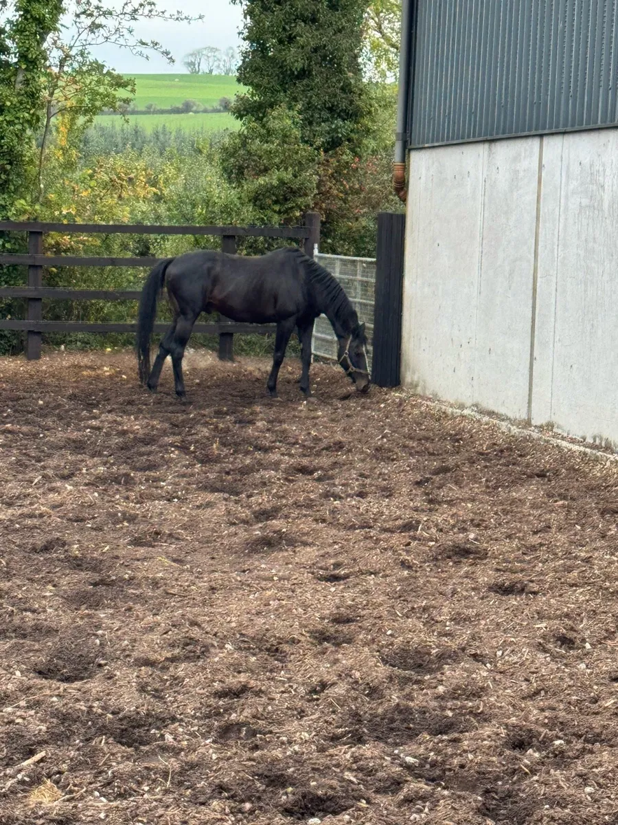 Racinger (FR) AT STUD - Image 4