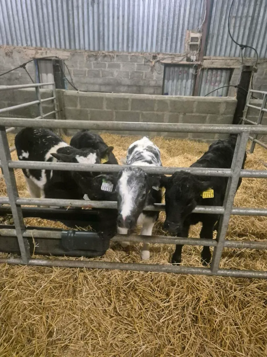 Calves - Image 2