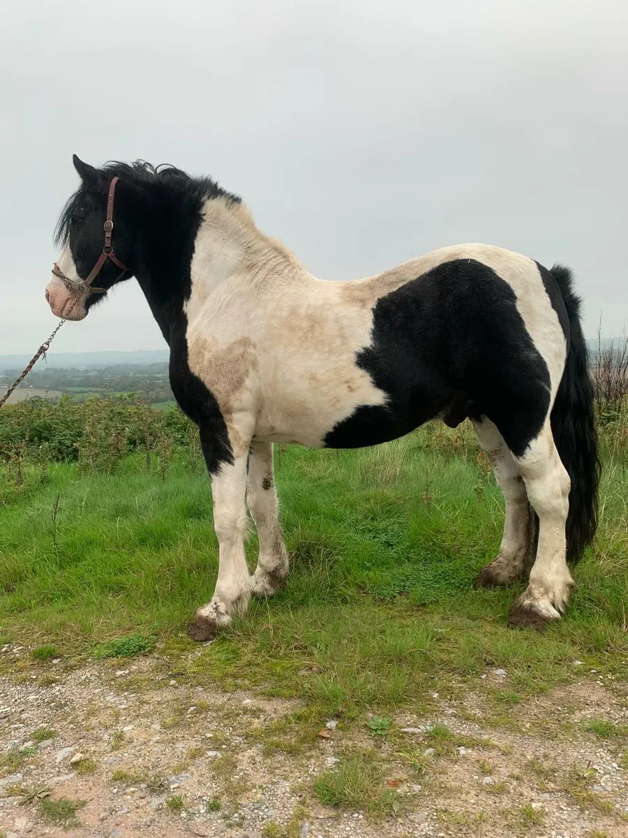 Stallion at stud - Image 3