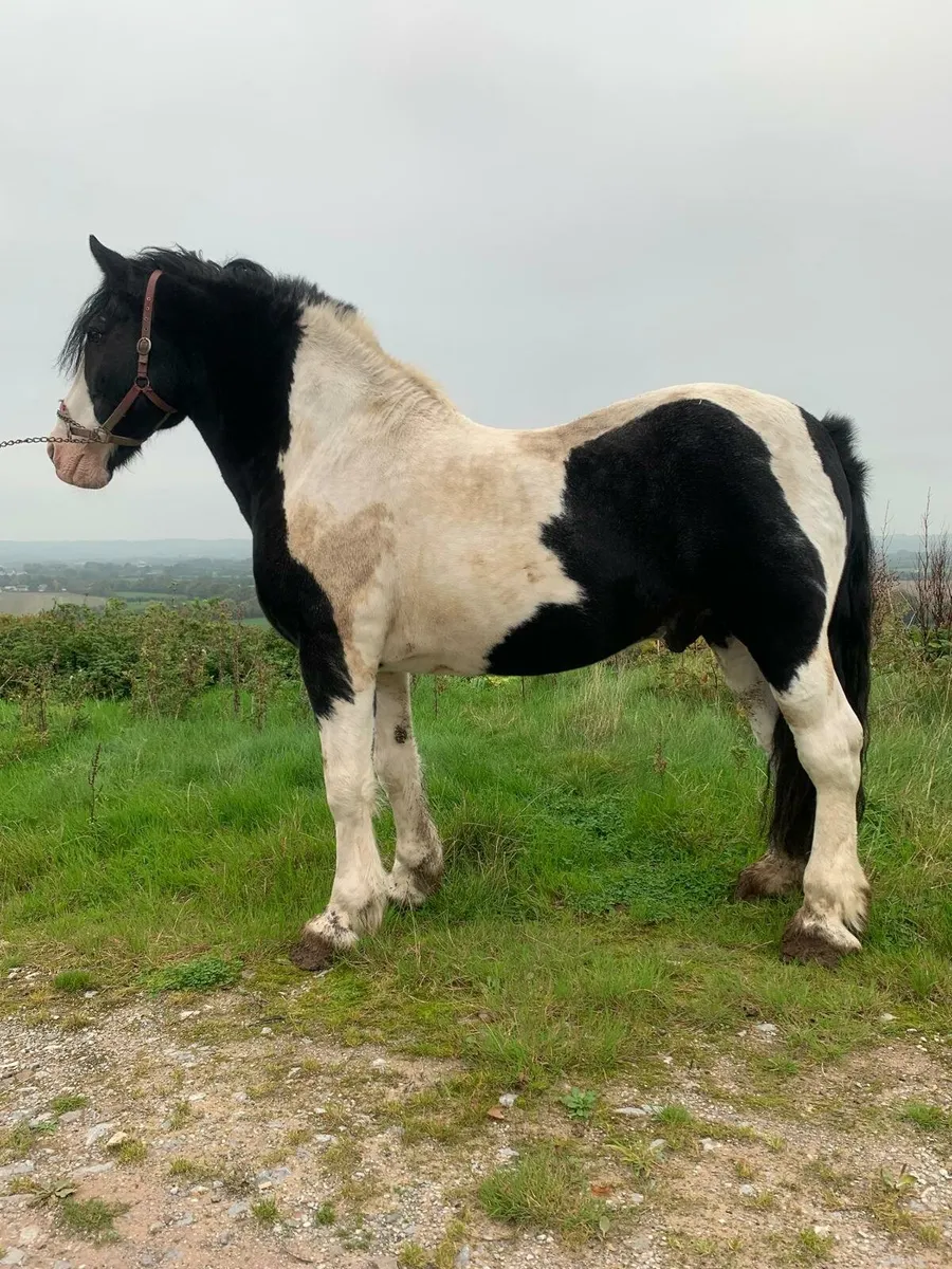 Stallion at stud - Image 2