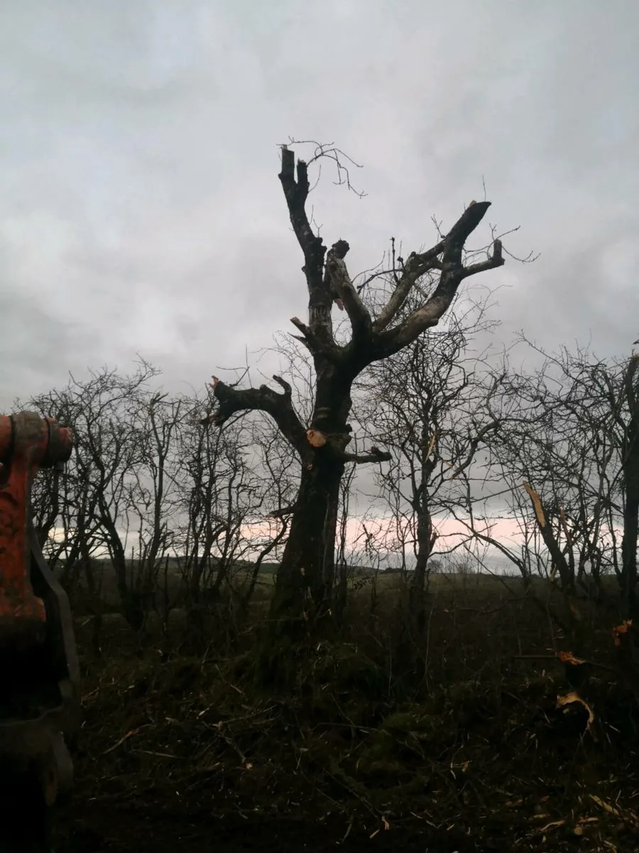 Firewood processor - Image 4