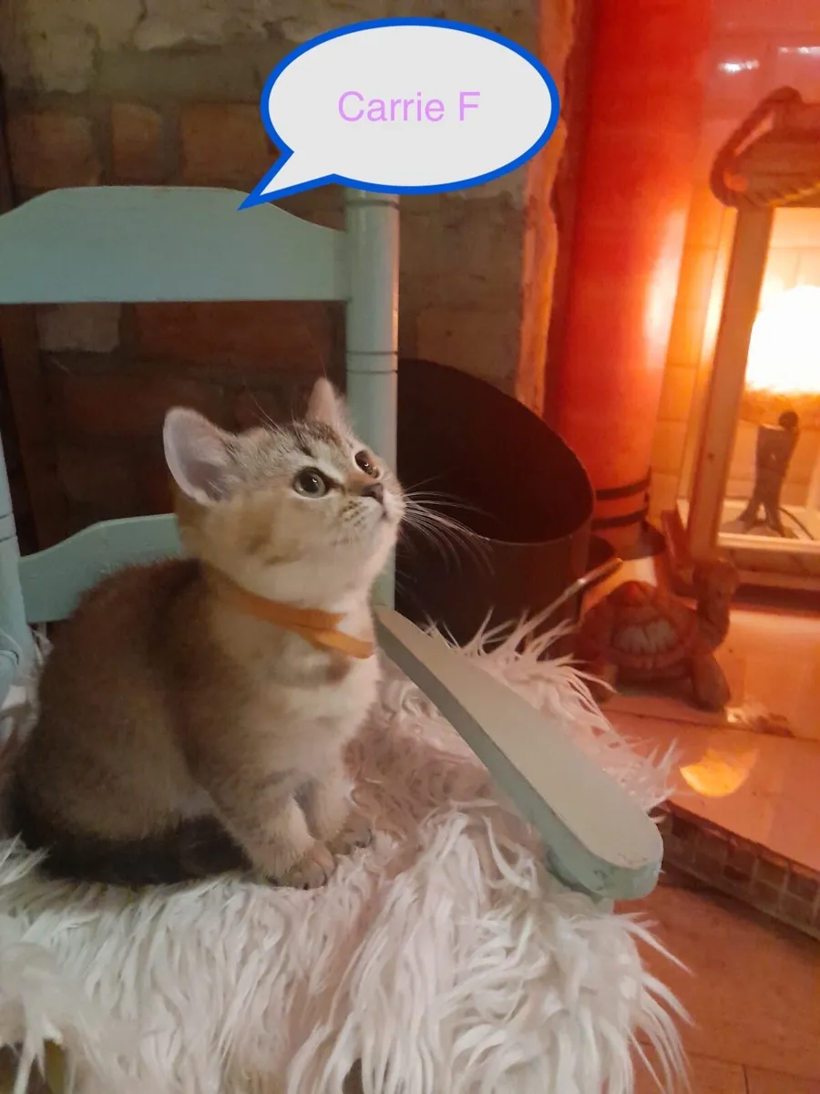 Purebred British Shorthair kittens - Image 3