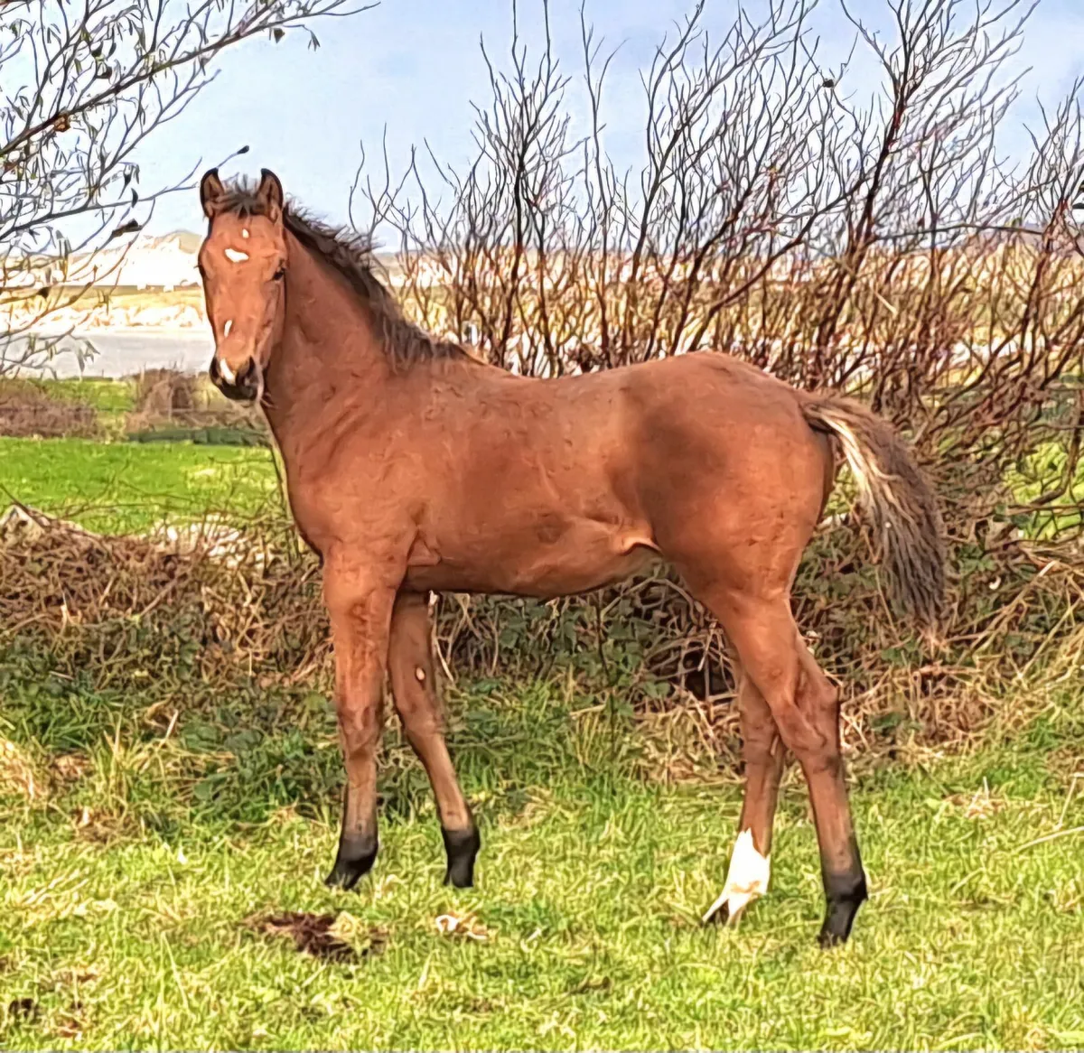 Future Go For Gold Prospect - Image 1