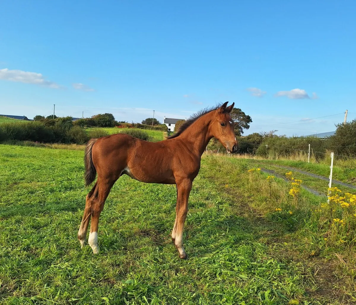 Future Go For Gold Prospect - Image 2