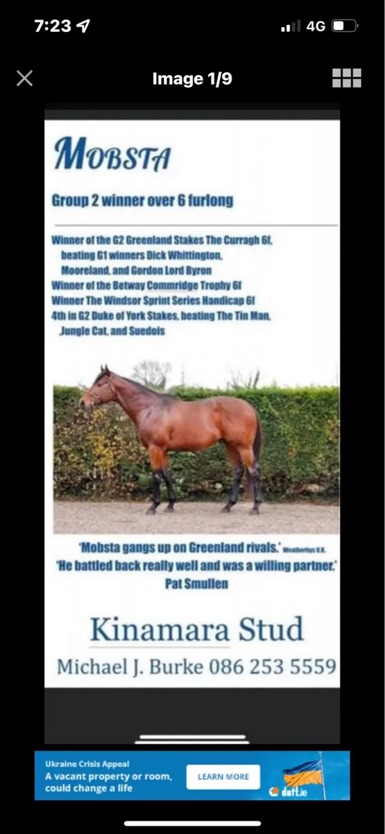 At Stud MOBSTA TB Bay Stallion 16:1 - Image 3