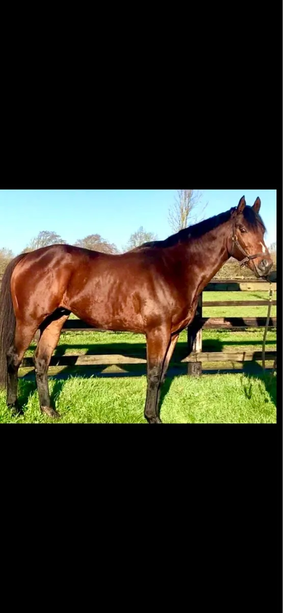 At Stud MOBSTA TB Bay Stallion 16:1 - Image 1