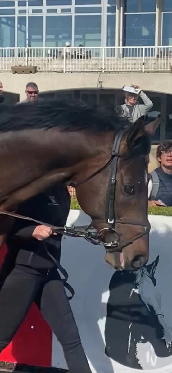 At Stud Forbidden Planet TB Stallion 17:1 - Image 2