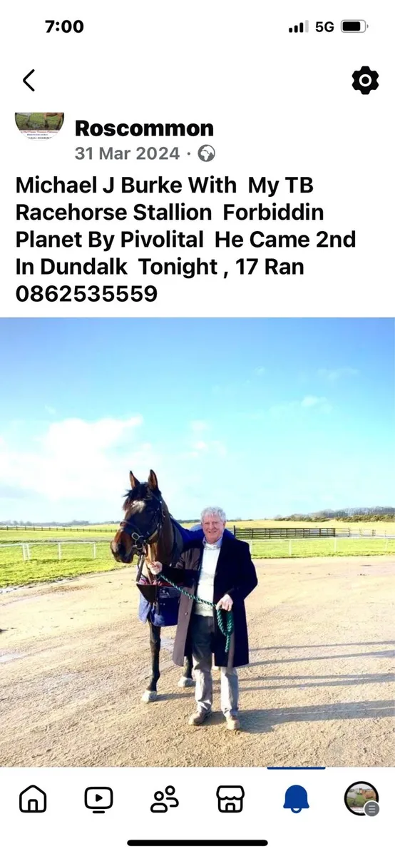 At Stud Forbidden Planet TB Stallion 17:1 - Image 3