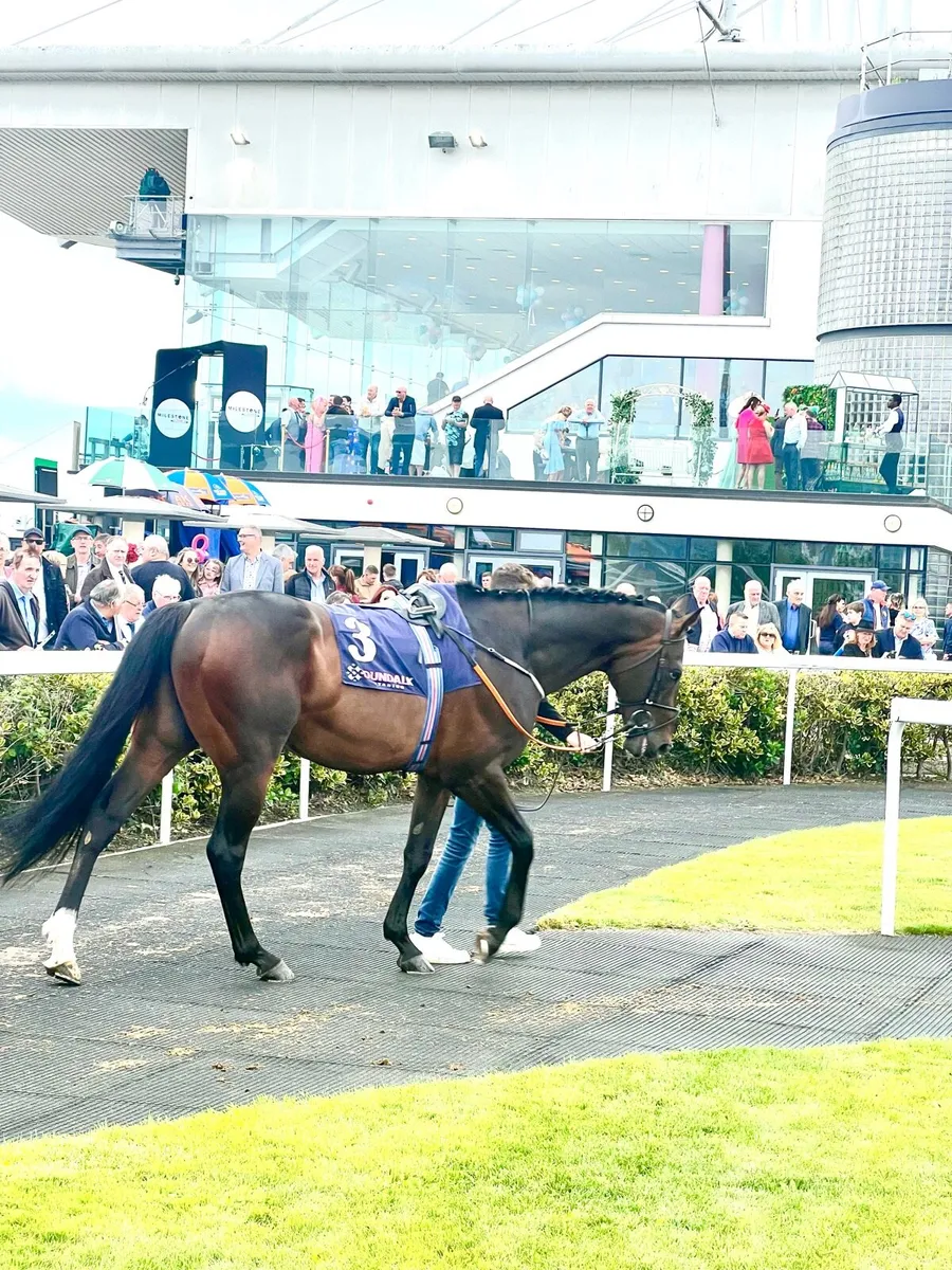 At Stud Forbidden Planet TB Stallion 17:1 - Image 4