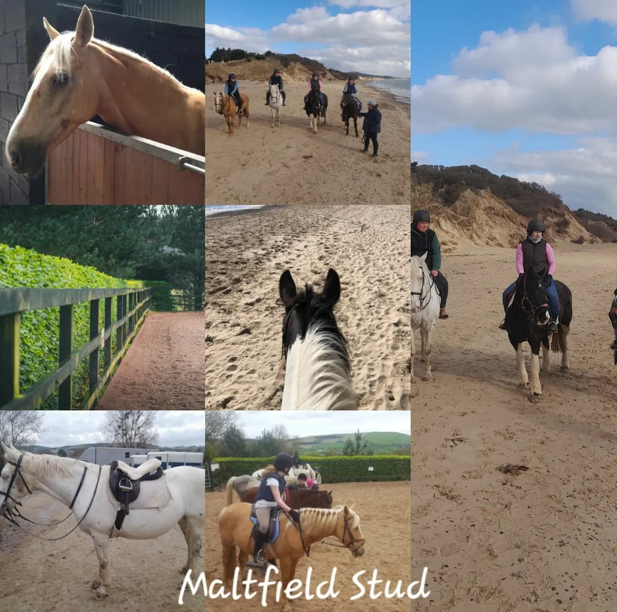 D.I.Y Livery, Close to Wicklow Town - Image 1