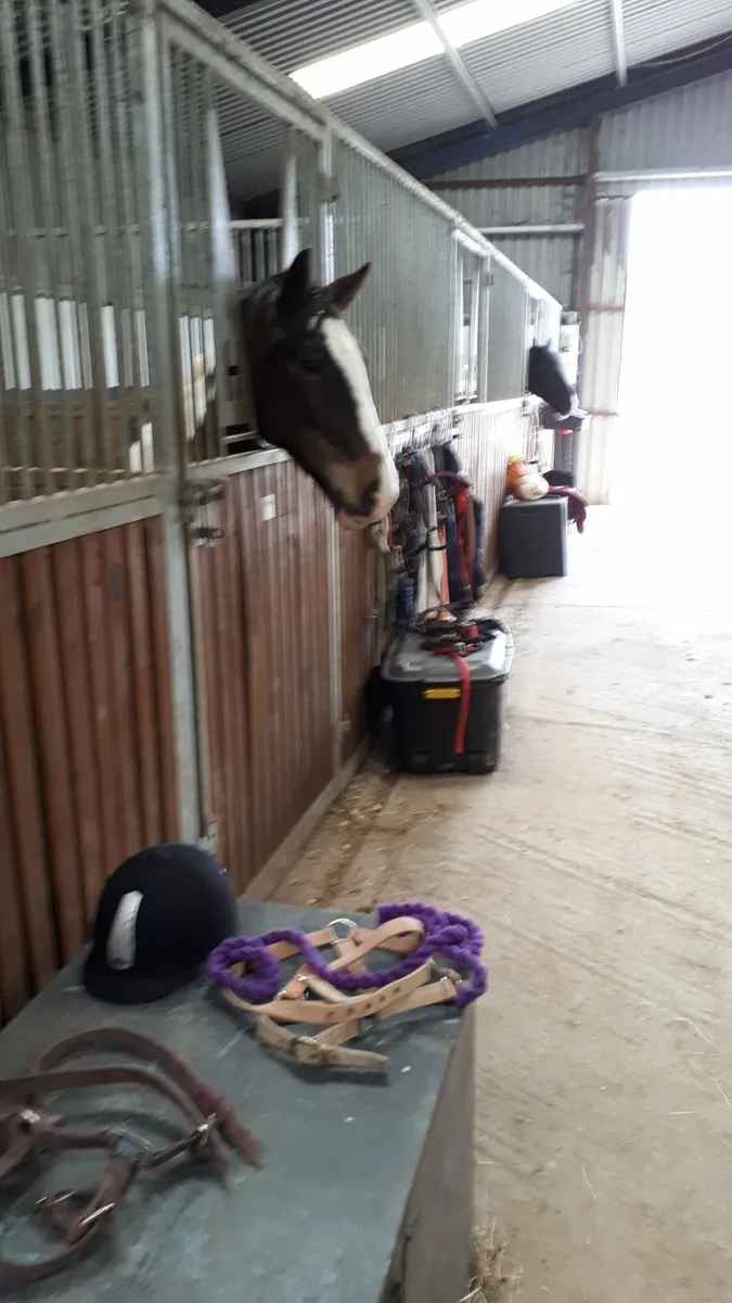 D.I.Y Livery, Close to Wicklow Town - Image 2