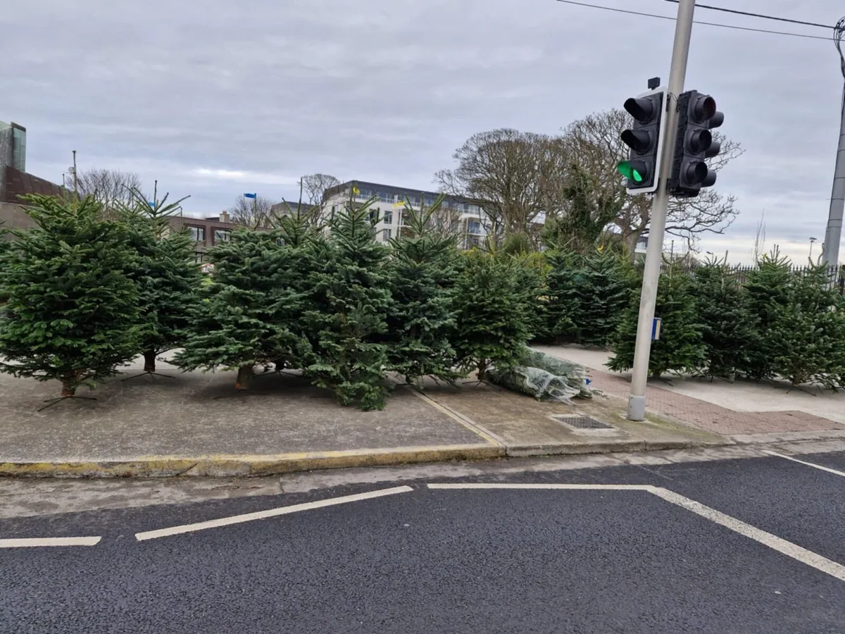 CHRISTMAS TREES 5ft-20ft - Image 4