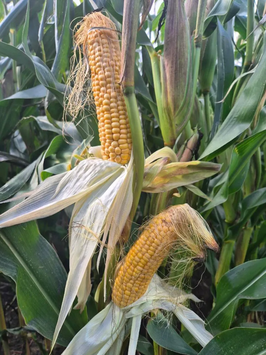 Maize for sale - Image 2