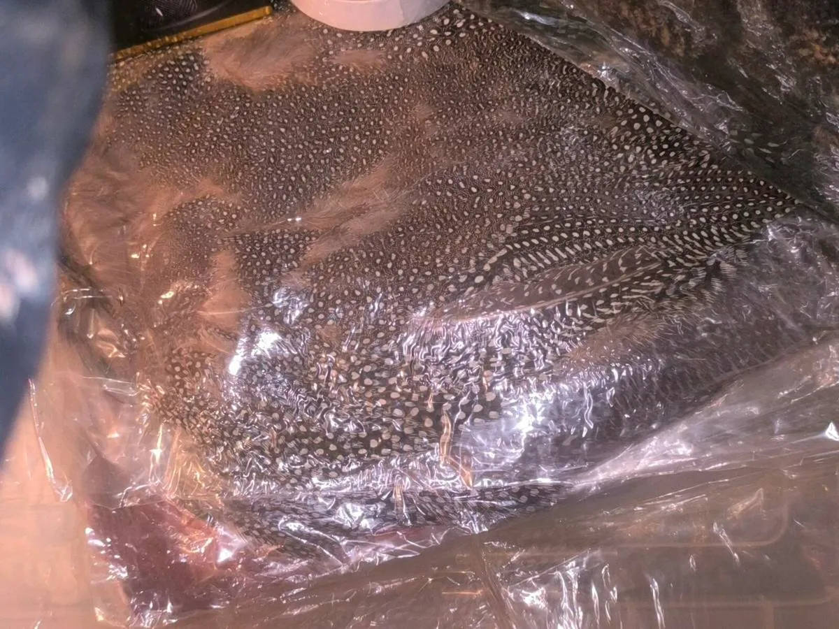 Fly tying capes saddles tinsels threads tools etc. - Image 4