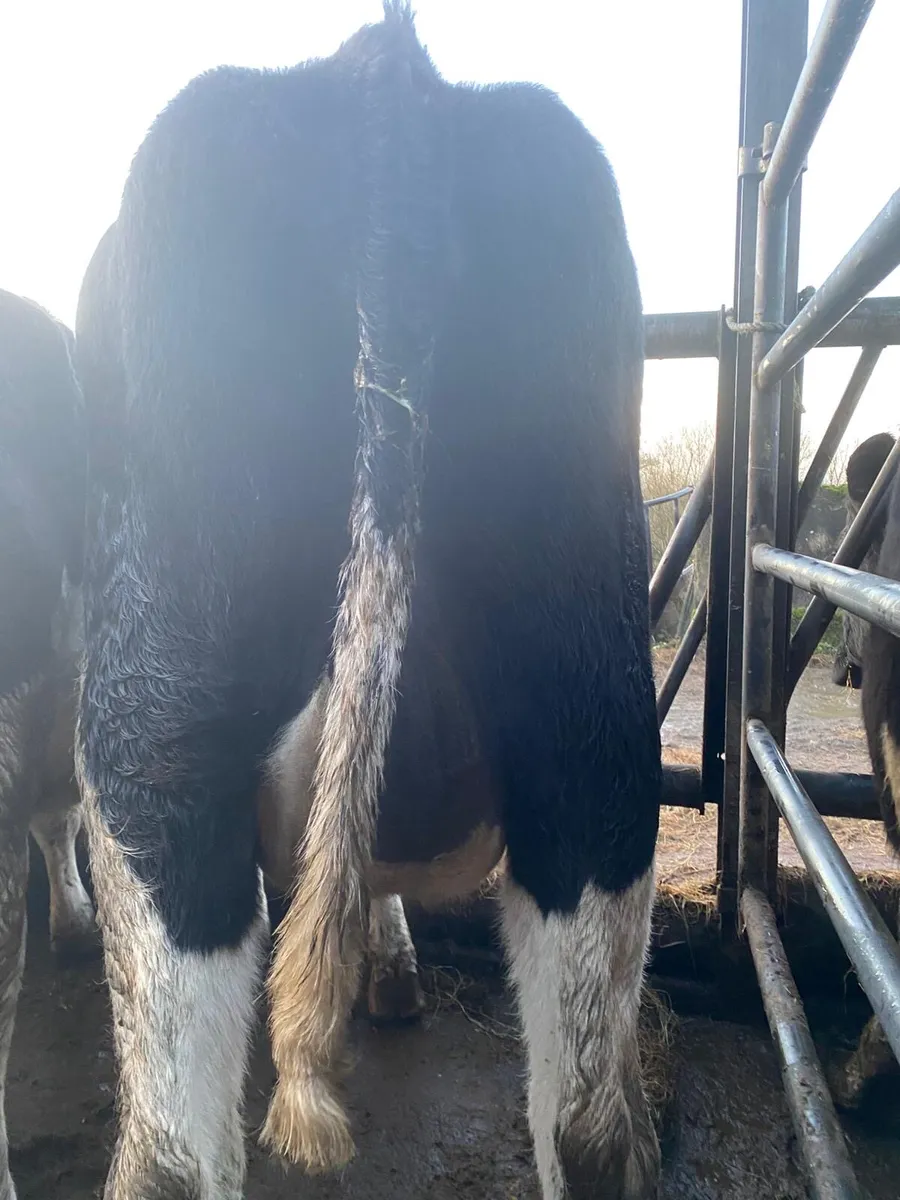 Dairy stock - Image 4