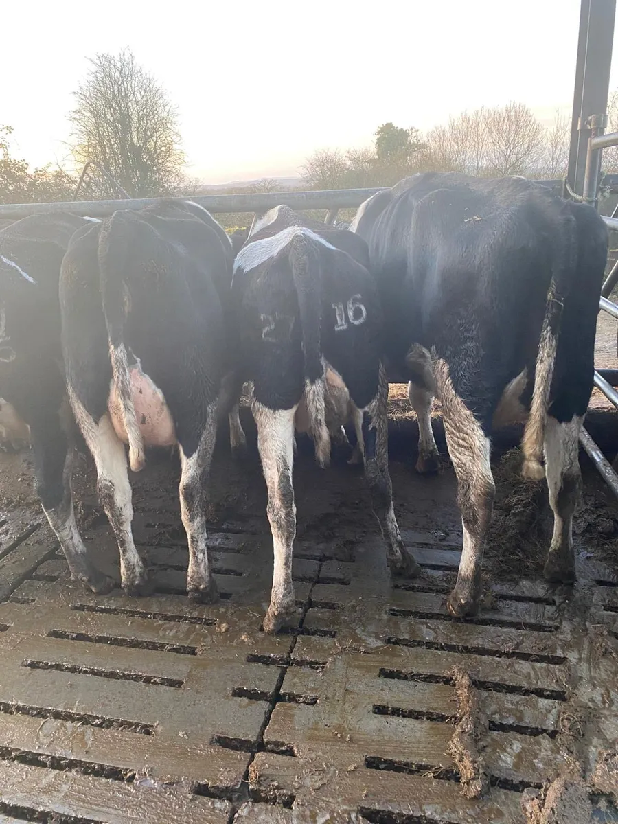 Dairy stock - Image 2