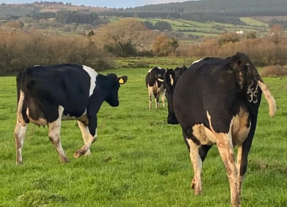 Dairy stock - Image 3