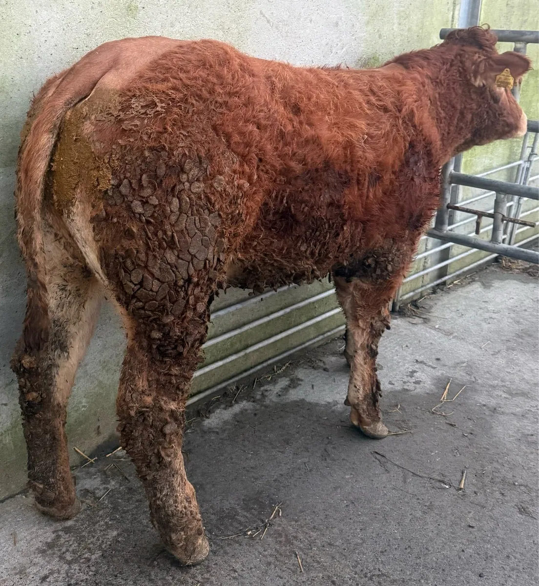 ☄️Pedigree Registered Limousine Heifer☄️ - Image 1