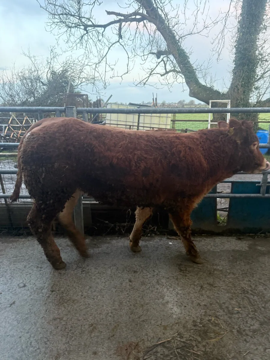 ☄️Pedigree Registered Limousine Heifer☄️ - Image 2