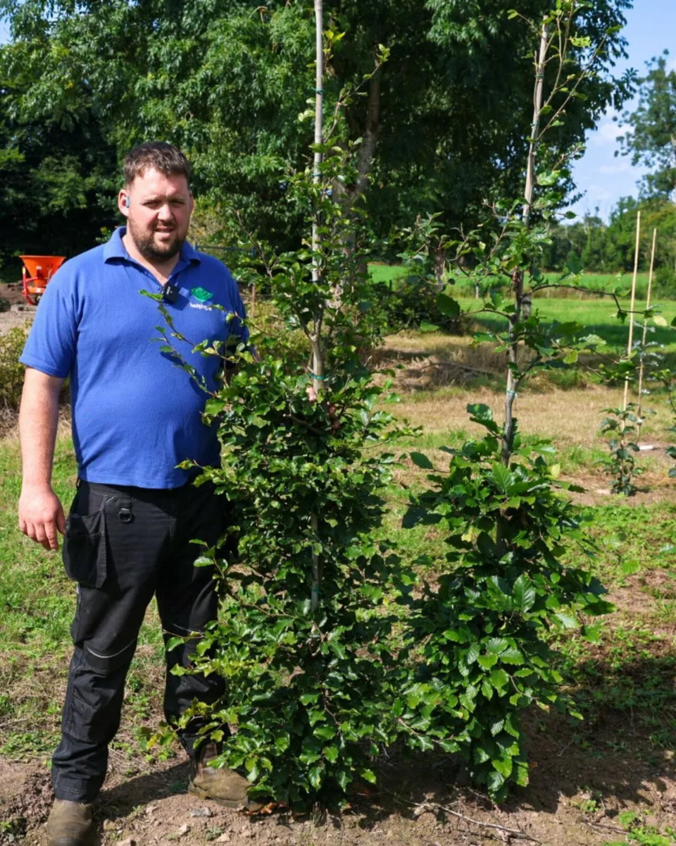 Bare rooted trees mix match 10 for €550 - Image 1