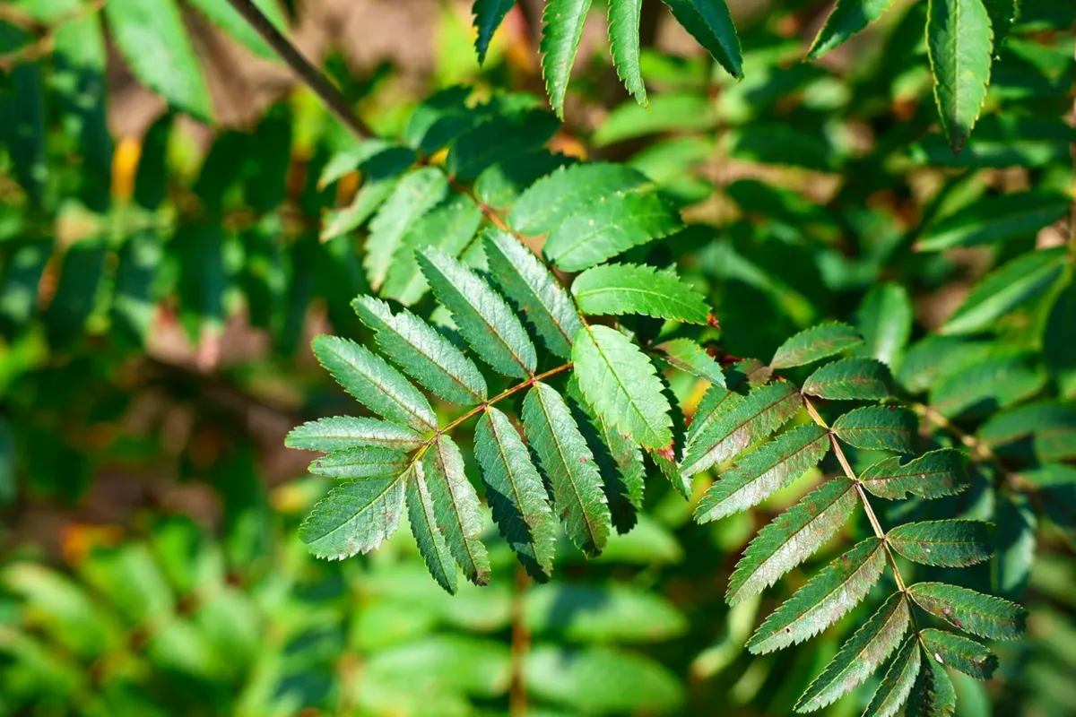 Bare rooted trees mix match 10 for €550 - Image 2