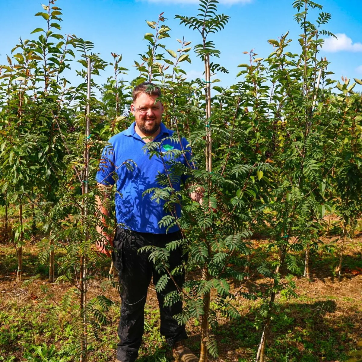 Bare rooted trees hedging.ie - Image 2