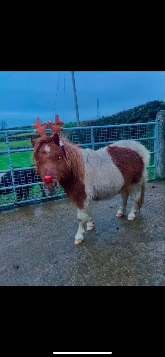 ⭐️Miniature Shetland Pony for sale⭐️ - Image 1