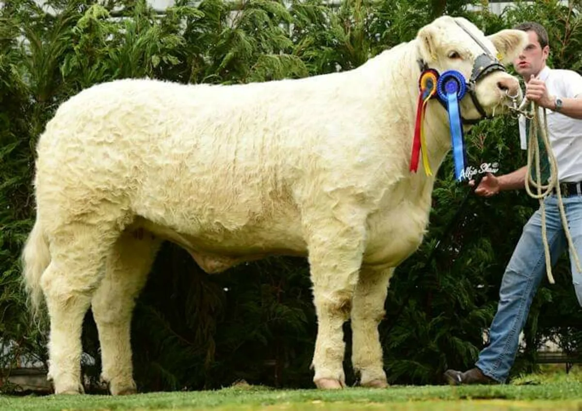 ⭐ CHAROLAIS EMBRYOS — 13 LOTS • EXPORT ELIGIBLE - Image 1