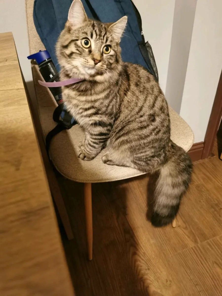 Beautiful long hair kitten (8 months) - Image 2