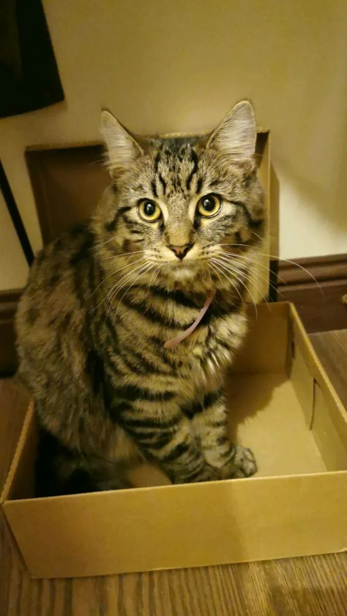 Beautiful long hair kitten (8 months) - Image 4