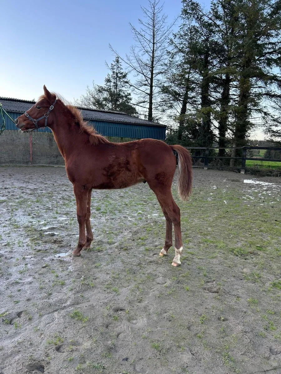 Chestnut colt foal - Image 4